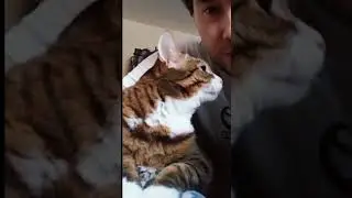 Ласковый кот 