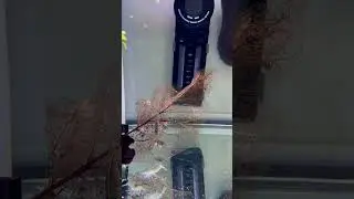 Креветки и орех. Не басня.