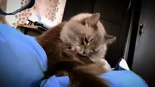Кот моется и больше ничего, даже музыки нет👌