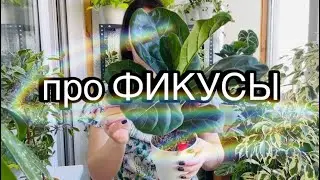 FICUS in a month | REVIEW | My collection