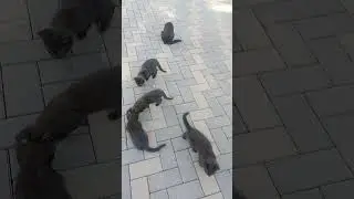 Чёрные котики