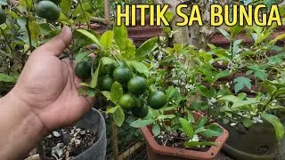 TIPS PARA HINDI MASIRA ANG BULAKLAK NG KALAMANSI