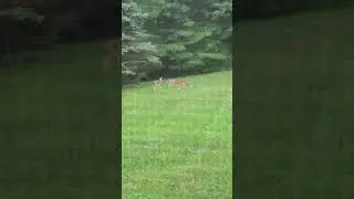 Triplet fawns in the yard