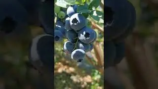 сорт голубики БЛЮГОЛД