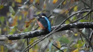 Kingfisher at Rutland Water