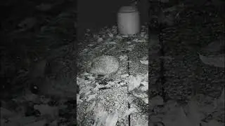 🐾🦔 Hérisson et trognon de 🍎 pomme 