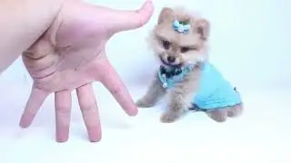 Fnuuy  Animal Dog And Sell Feed 2022