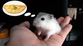 Omelette for hamster.