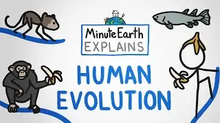 MinuteEarth Explains: Human Evolution