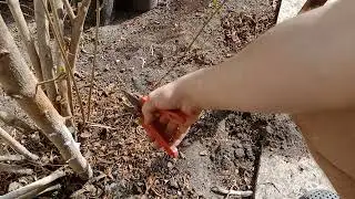 Саджанці гранату .