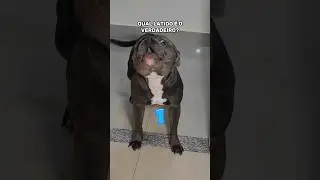 SERÁ QUE ACERTAM? #cachorro #dog #pitbull #pet