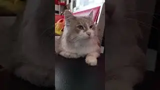 # котохаус