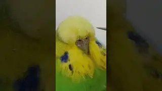 Elly's one forehead pin #birds #cockatiel #parrot #asmr #pinfeather