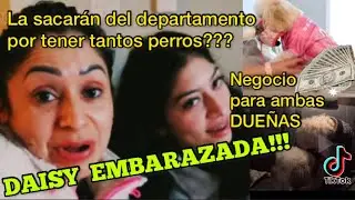 🔴🐩DAISY PREÑADA🔴Y ELLA SE BURLA🤡VENDERÁ LOS CACHORROS O LA SACARÁN DEL DEPARTAMENTO?😱
