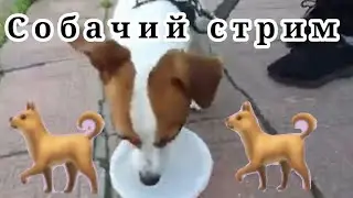 Стрим 40 часть 1 (Ищем алмаз Голубь пометил в прямом эфире)