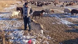 The sheep keep coming to the ram -- The shepherd's life -- winter has come, troubles have come.