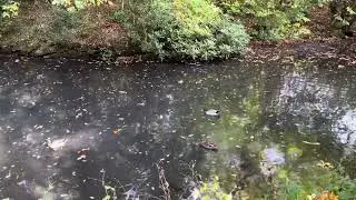 Wild ducks, river, autumn, England
