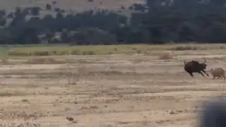 Lions Attack Baby Elephant, Fortunately Mother Elephants Was Promptly To Rescue   Wil- Chanel Wild 9