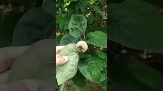 Ягода в Краснодаре везде
