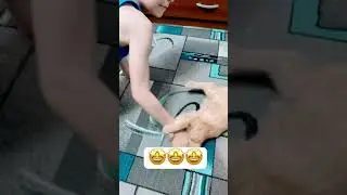 cat makes a wheel