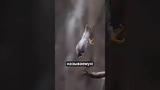 Смерть с небес! Самый быстрый хищник в мире 😱