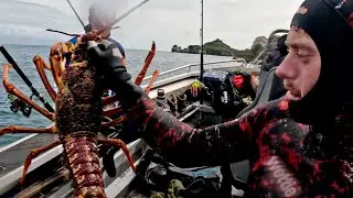 Grabbing a ( GIANT RED LOBSTER ) in New Zealand + Yellow Tail kingfish