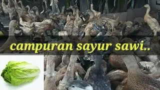 Memberi makan bebek terbaru 2019 hasil melimpah