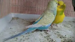 KIZIŞMIŞ MUHABBET KUŞU ÇİFTLEŞMESİ,  BUDGİE  MATİNG,   爱情鸟交配