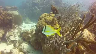 Hol Chan Marine Reserve (Belize)