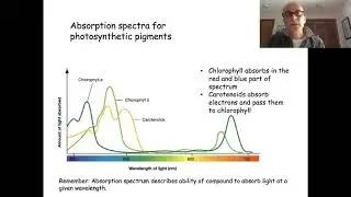 BIo332 LN7 Photosynthesis light reactions