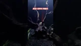 Aquarium hasil karya pemula