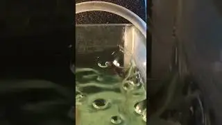 Креветки выбираются из аквариума