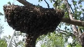 Что делать с роем