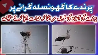 پرندے کا گھونسلہ گرانے پر پرندے کی خدا سے التجا | RJ ABDULLAH JAN