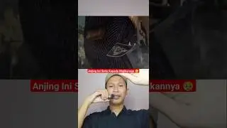 DI KOTA INI SEMUA ORANG SUDAH MENJADI ZOMBIE 🤯😱 