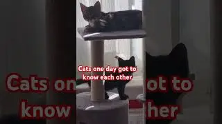 Cats one day got to know each other