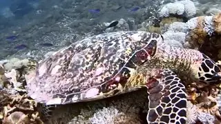 Nusa Penida Dive Trip @balifundiving1