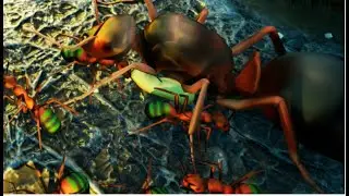 Empires of the Undergrowth part 3 and i cant win :(