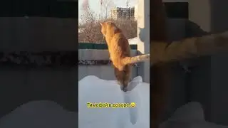 Рыжий кот в дозоре 😄