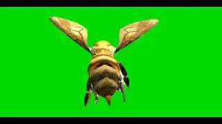 BEE Green Screen
