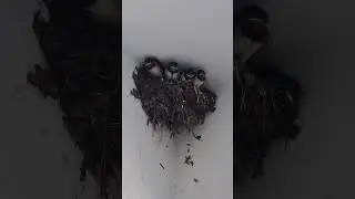 гнездо