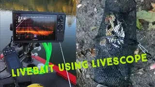 Livescope with LiveBait