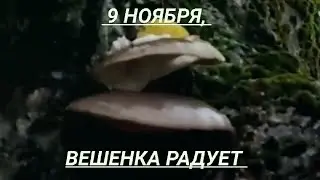 Вешенка 9 ноября 2021 г.