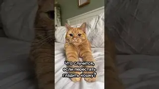 What happens if you stop petting a cat? 🤔 