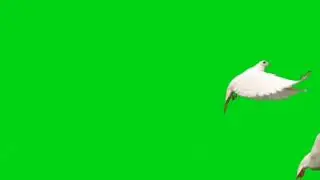 Green screen pigeon, green screen birds for use in chroma key