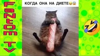 Лютые приколы | Приколы с животными | Говорящие животные