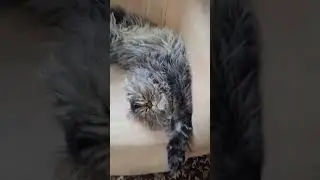cute cat golden dream🥰☺️