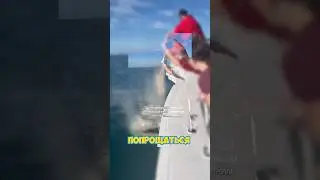 ДЕЛЬФИНЫ ОТКЛИКНУЛИСЬ НА ПРАХ В ОКЕАНЕ