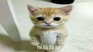 hi hi hi hi