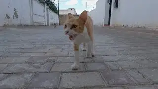 A couple cute cats ran to me upon hearing the food server's voice.